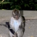 monkey_macaque_balinese_mf_ubud_v_1383_bal5104.jpg